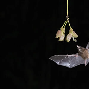 Phyllostomidae Collection: Pallass Long-tongued Bat