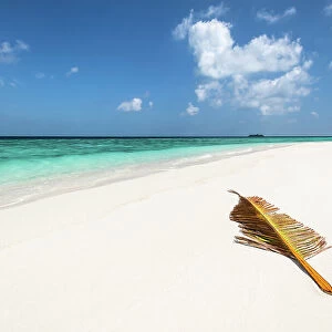 A palm tree leaf brought over by waves to a deserted sandbank in the Indian Ocean, Baa Atoll, Maldives