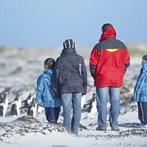 People watching penguins, Falkland Islands, South Atlantic, South America