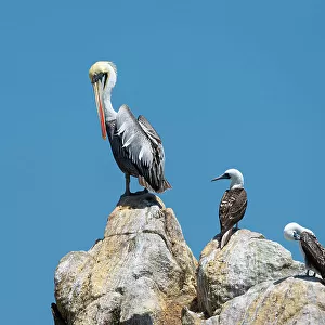 Pelicans Collection: Peruvian Pelican