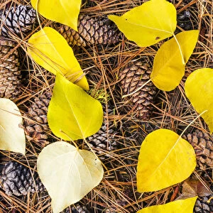 Pine Cones and Aspen Leaves in Autumn, Wenatchee National Forest, Washington, USA
