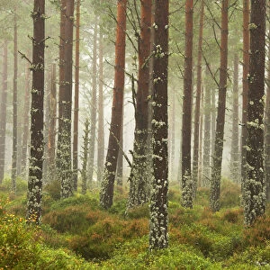 Pine Trees in Mist, Glenmore Forest Park, Aviemore, Highland Region, Scotland