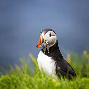 Puffin bird with catch in Mykines, Faroe Islands, Europe with catch in Mykines, Faroe
