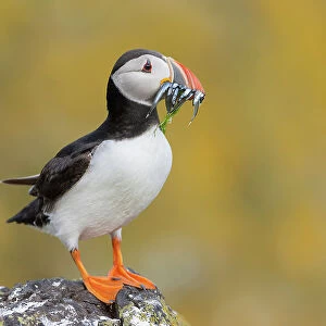 Puffin (Fratercula arctica) with sandeels, Isle of May, Forth of Forth, Scotland, UK