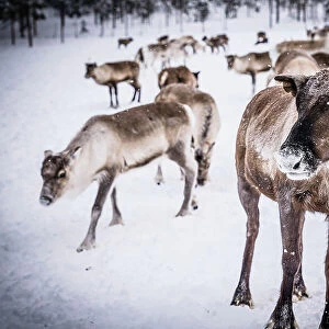Reindeer in the frozen landscape in a Sami people farm, Lapland, Sweden