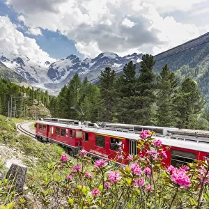 Rhododendrons frame the Bernina Express train, Morteratsch, Engadine