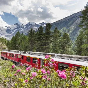 Rhododendrons frame the Bernina Express train, Morteratsch, Engadine