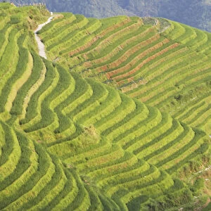 Rice terraces, Ping An, Guangxi, China