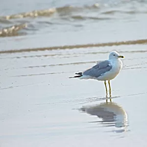 Laridae Collection: Ring Billed Gull