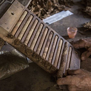 Rolling cigars at the Alejandro Robaina Tobacco Plantation, Pinar del Rio Province, Cuba