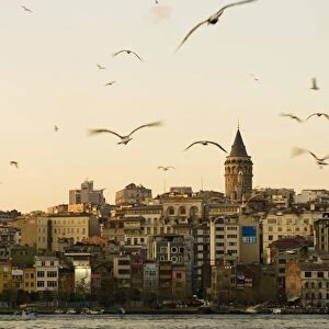 Seagulls flock above the Golden Horn, Istanbul