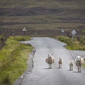 Sheep on country road in Glendale, Isle of Skye, Highlands, Scotland, Great Britain