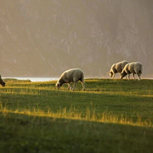 Sheep grazing in the green meadows lighted up by midnight sun Uttakleiv Lofoten Islands