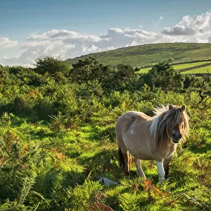 Shetland pony grazing on moorland, Bodmin Moor, Altarnun, Cornwall, England. Autumn (September) 2022