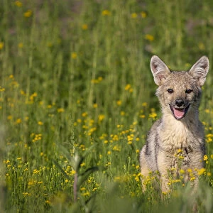 Dogs (Wild) Collection: Side-striped Jackal