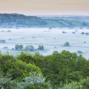 Somerset Levels, Somerset, England, UK