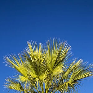 Spain, La Linea, Palm tree