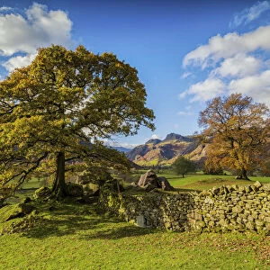 Stonewall & Tree in Autumn, Lake District National Park, Cumbria, England