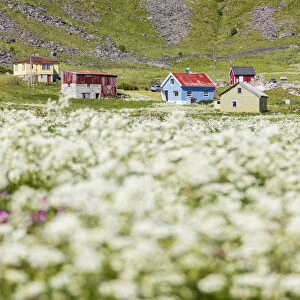 The summer bloom of white flowers frames the typical huts Vaeroy Island Nordland county