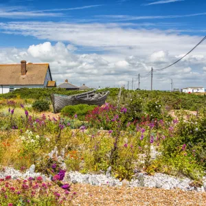 Summer in Dungeness, Kent, England