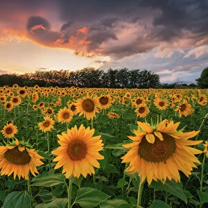 Sunflowers in Franciacorta, Brescia province in Lombardy district, Italy