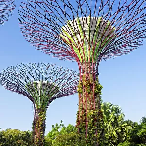 Supertrees in Gardens by the Bay, Singapore