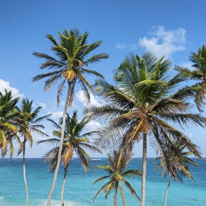 Tall palm trees and turquoise sea in background, Bottom Bay, Barbados Island
