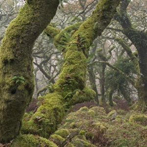 Twisted and gnarled pedunculate Oak trees in Wistman's Wood, Dartmoor National Park, Devon, England. Autumn (November) 2016