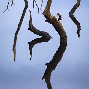 Twisted stumps from drowned trees in Colliford Lake on Bodmin Moor, Cornwall, England