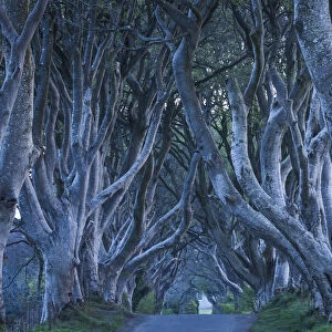 UK, Northern Ireland, County Antrim, Ballymoney, The Dark Hedges, tree lined road, dawn
