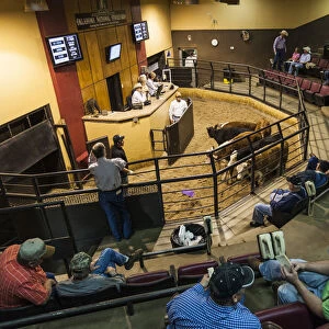 USA, Oklahoma, Oklahoma City, Oklahoma National Stockyards, cattle auction