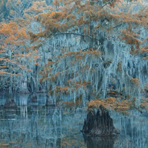 USA, Texas, Caddo lake, Bald Cypress in autumn