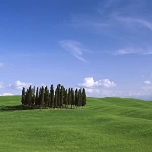 Val d Orcia / Countryside View / Green Grass & Cypress Trees
