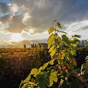Vineyard of Bodega Viamonte, sunset, Lujan de Cuyo, Mendoza Province, Argentina