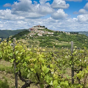 Vineyards, Motovun, Istria, Croatia