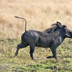 Suidae Collection: Common Warthog