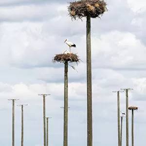 White storks nesting on wooden poles, Extremadura, Caceres, Spain