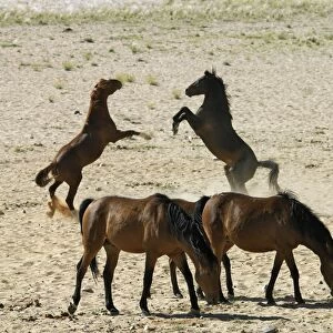 Wild desert-dwelling horses at the Garub Pan