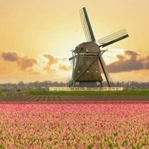 Windmills and tulip field full of flowers in Alkmaar, Netherland. Warm sunset light