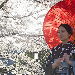 Woman in kimono under cherry blossom, Kyoto, Kansai, Japan (MR)
