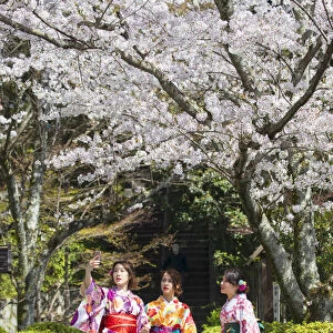 Women in kimonos in garden with cherry blossom, Kyoto, Kansai, Japan