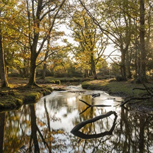 Woodland stream meandering through the New Forest at sunset, Hampshire, England