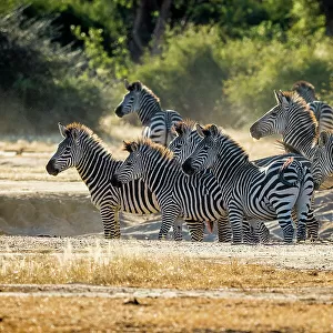 Zebras, Lower Zambezi National Park, Zambia