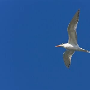Adult royal tern (Sterna maxima) on the wing in Magdalena Bay on the Pacific side of the Baja Peninsula, Baja California Sur, Mexico