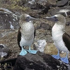 Blue-footed booby pair with different coloured feet. (Sula nebouxii). Punta Suarez, Espa ola Island, Galapagos