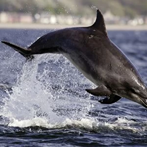 Bottlenose Dolphin (Tursiops truncatus) breaching in front of the camera at Chanonry Point, Moray Firth