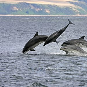 A calf and three adult bottlenose dolphins (Tursiops truncatus) breaching from the water, Moray Firth, Scotland