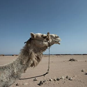 Camel portrait against the blue sky. Ras Abu Galum. South Sinai. Egypt