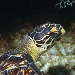 Close up head shot of Hawksbill Turtle (Eretmochelys imbriocota), Cayman Islands, Caribbean