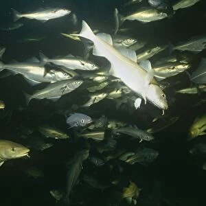 Cod, Saithe and Pollack, mixed shoal of fish in water column, Scotland, UK